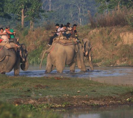 Jungle Safari Chitwan